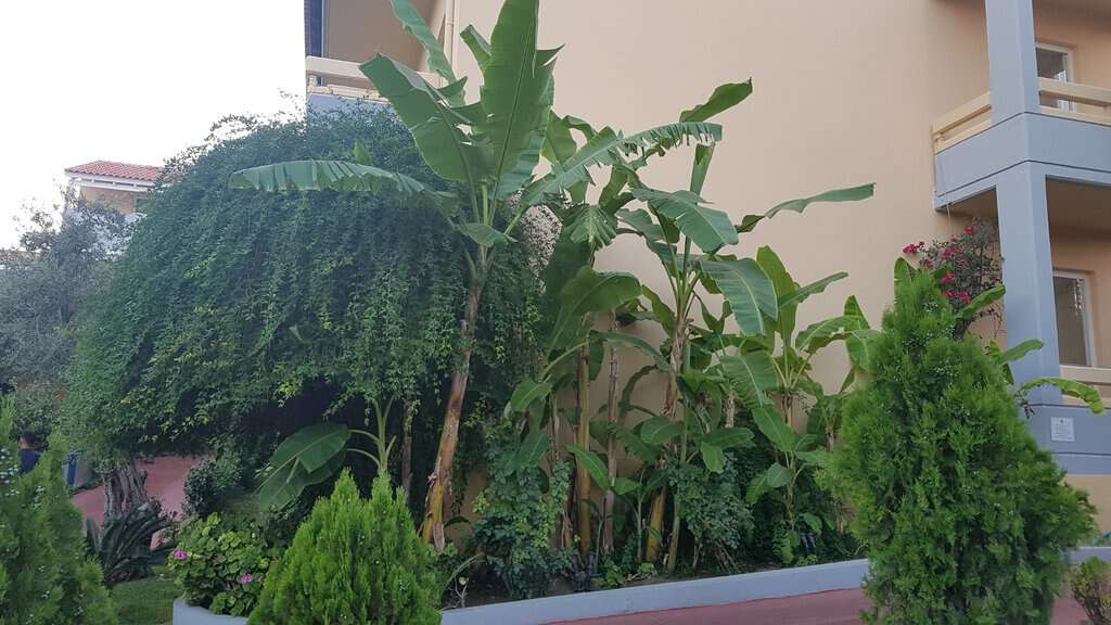 Musa basjoo 250-300 cm